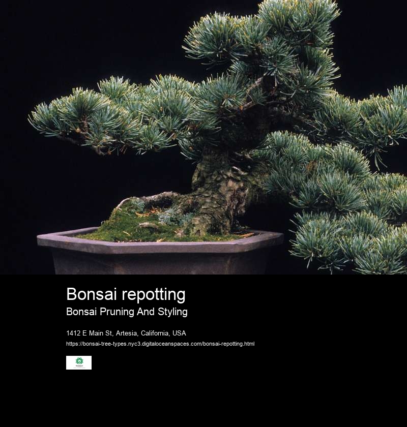 Bonsai repotting