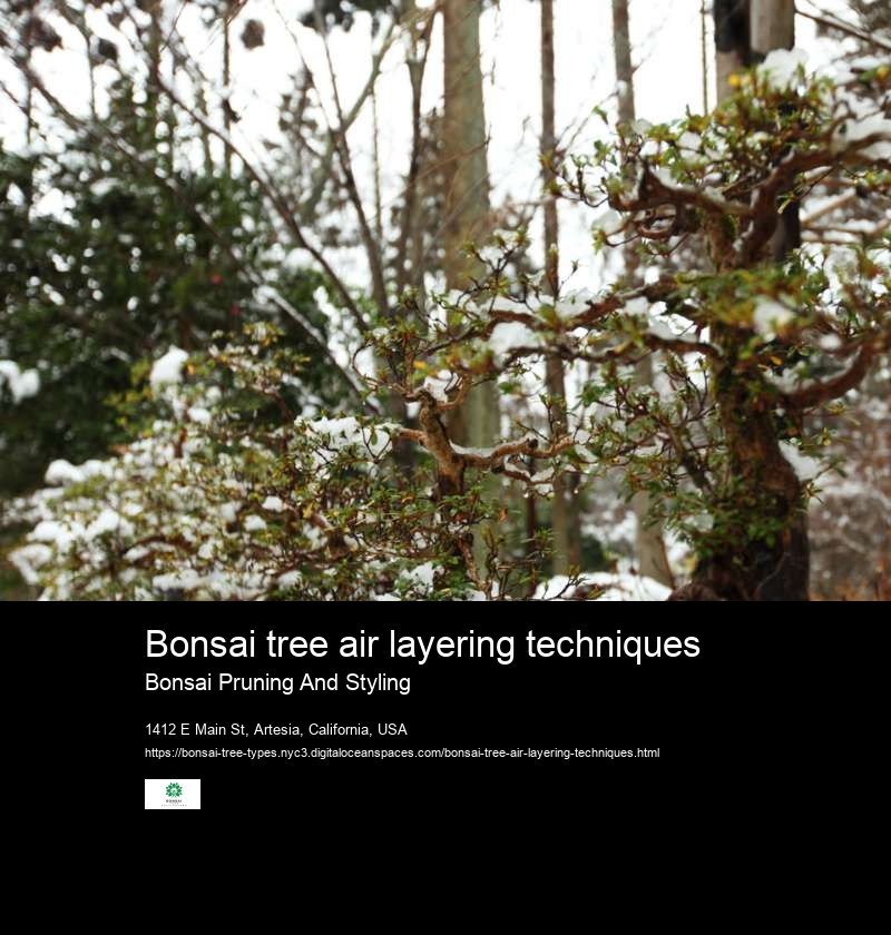 Bonsai tree air layering techniques
