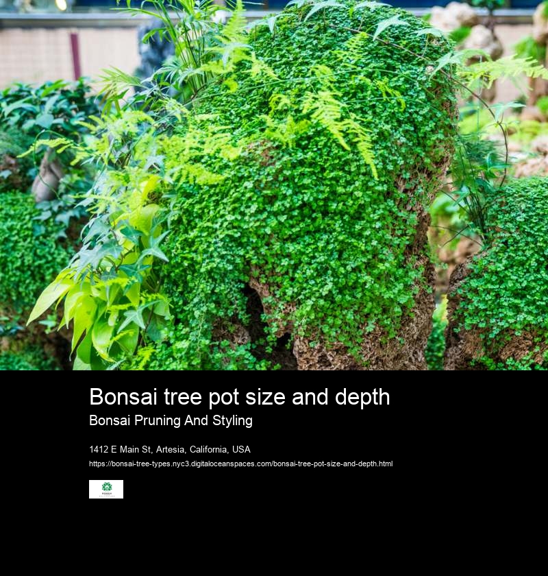 Bonsai tree pot size and depth