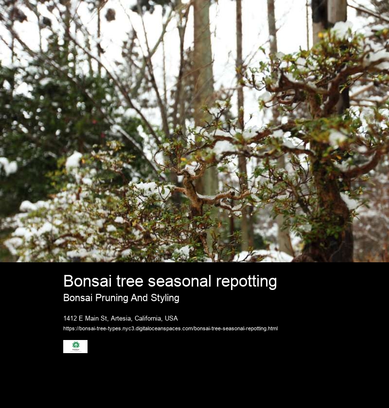 Bonsai tree seasonal repotting