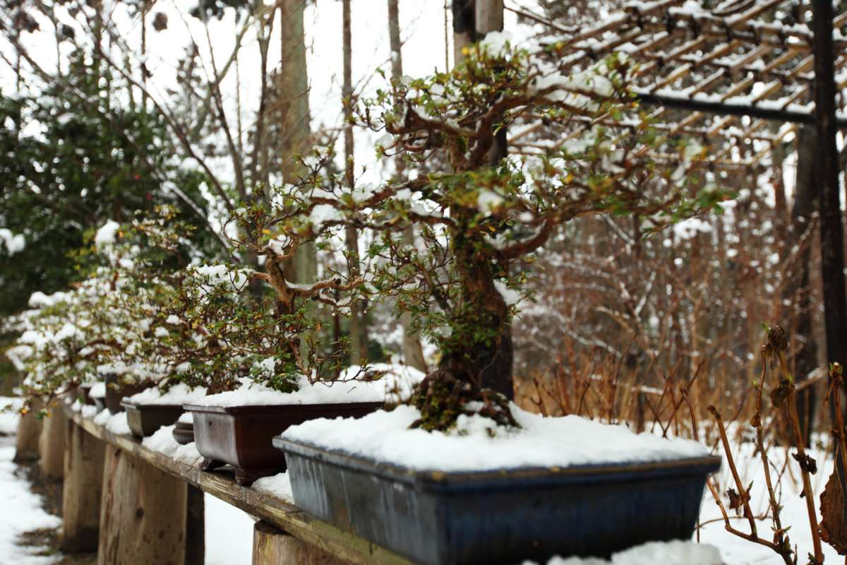 What are the benefits of bonsai tree training?