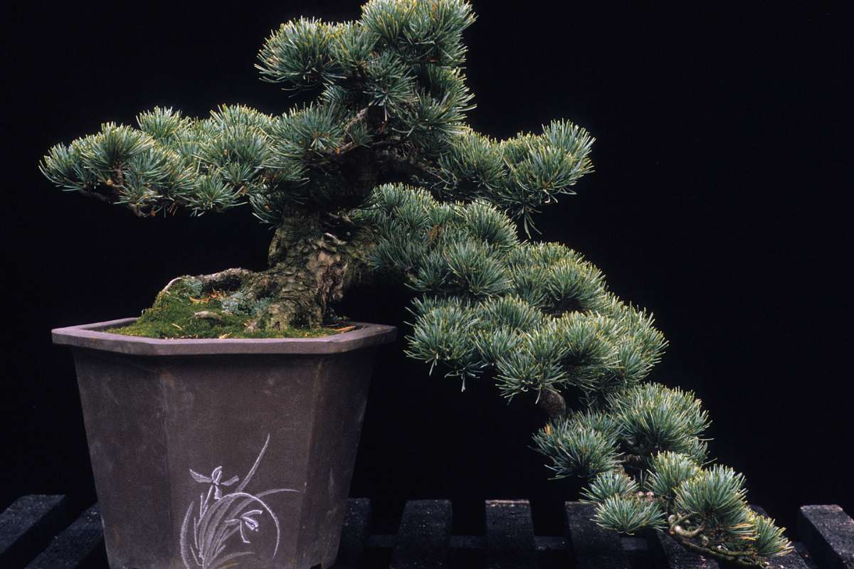 How do I prevent my bonsai tree from becoming too thin?