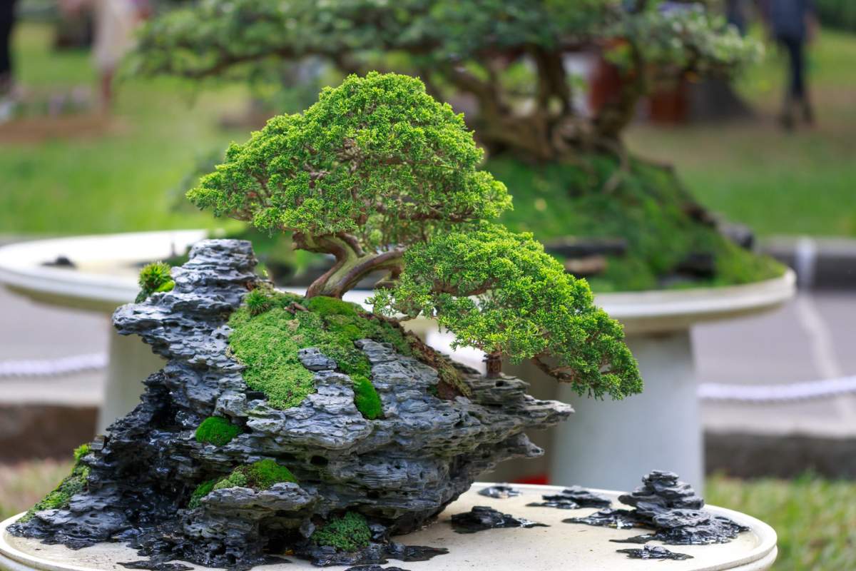 How do I prevent my bonsai tree from becoming too formal?