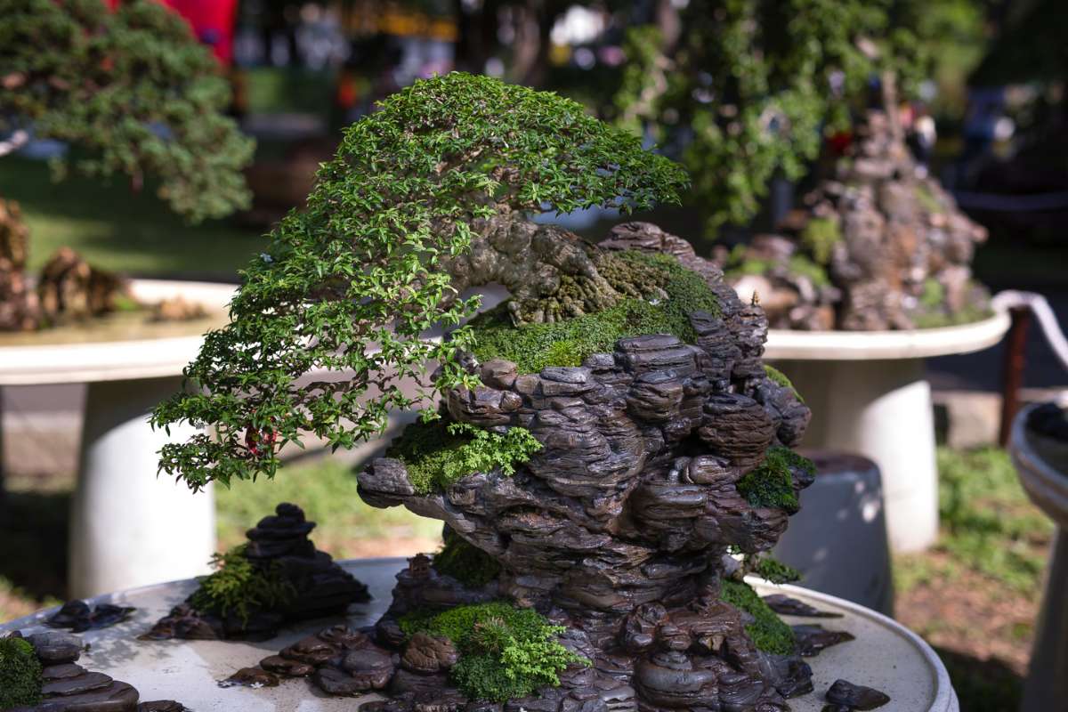 What are some common mistakes to avoid when growing bonsai trees?